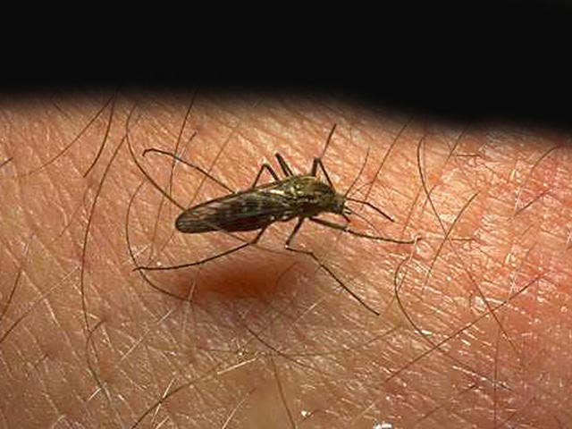 Swaziland makes progress in quest to eliminate malaria